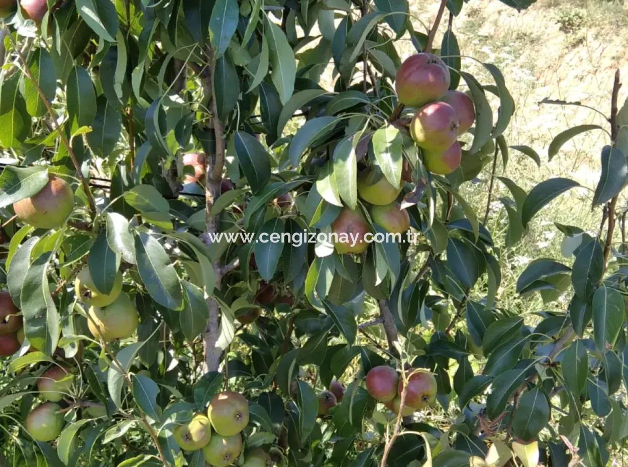 Wenn Sie Einen Dringend 35 Hektar Grossen Obstgarten Zum Verkauf Haben Möchten, Können Sie Auch Einen Bauernhof Nutzen, Der Für Die Gelegenheit Geeignet Ist, In Das Feld Zu Investieren