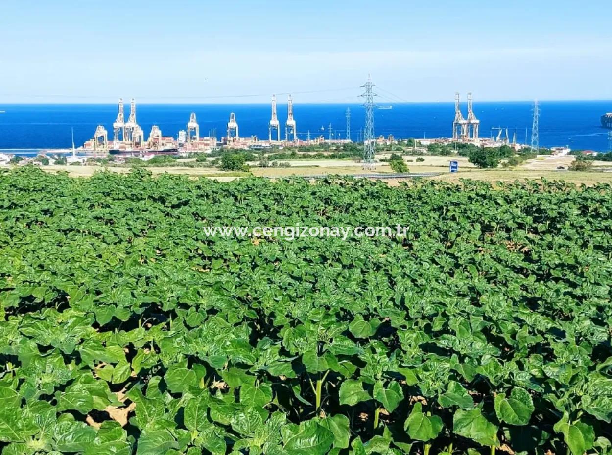 Das 17.980 M2 Große Grundstück In Barbaros, Tekirdag, Liegt An Der Asyaport Harbor Road.