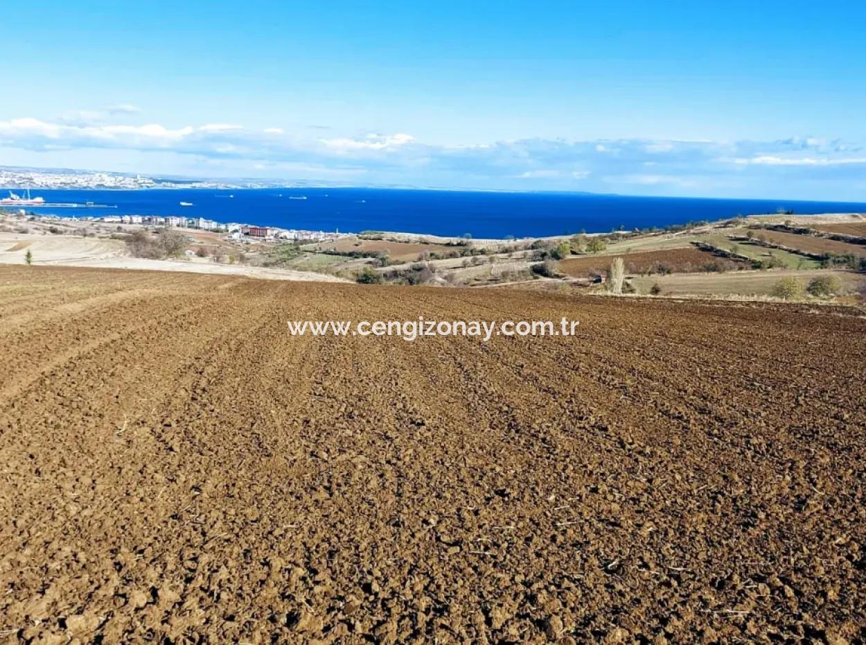 6.500 M2 Villa Zoniertes Feld Für Den Notverkauf In Tekirdağ Barbaros Nachbarschaft