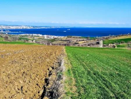 6.400 M2 Villa Zoniertes Grundstück Mit Vollem Meerblick Villa Zum Dringenden Verkauf In Tekirdag Barbarosta