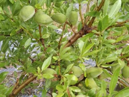 Wenn Sie Einen Dringend 35 Hektar Grossen Obstgarten Zum Verkauf Haben Möchten, Können Sie Auch Einen Bauernhof Nutzen, Der Für Die Gelegenheit Geeignet Ist, In Das Feld Zu Investieren