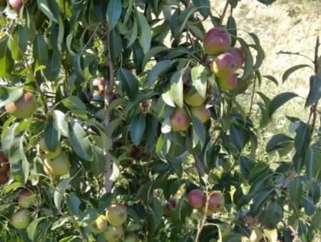 Wenn Sie Einen Dringend 35 Hektar Grossen Obstgarten Zum Verkauf Haben Möchten, Können Sie Auch Einen Bauernhof Nutzen, Der Für Die Gelegenheit Geeignet Ist, In Das Feld Zu Investieren