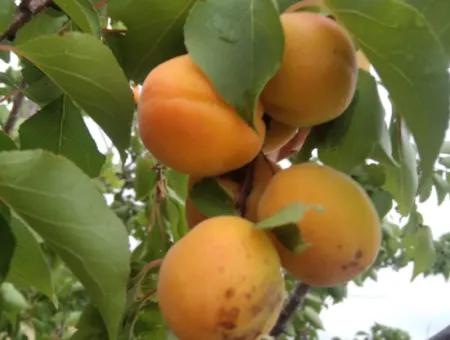 Wenn Sie Einen Dringend 35 Hektar Grossen Obstgarten Zum Verkauf Haben Möchten, Können Sie Auch Einen Bauernhof Nutzen, Der Für Die Gelegenheit Geeignet Ist, In Das Feld Zu Investieren