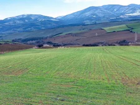 Feld Zum Verkauf In Tekirdağ Süleymanpaşa Işıklar Mahallesi