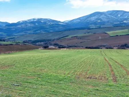 Feld Zum Verkauf In Tekirdağ Süleymanpaşa Işıklar Mahallesi