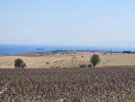 9.300 M2 Investitionsfeld Mit Blick Auf Das Meer Und Die Natur In Tekirdağ Husunlu! Ideale Gelegenheit Für Familienpicknick, Weinbau Oder Tiny-House-Projekt