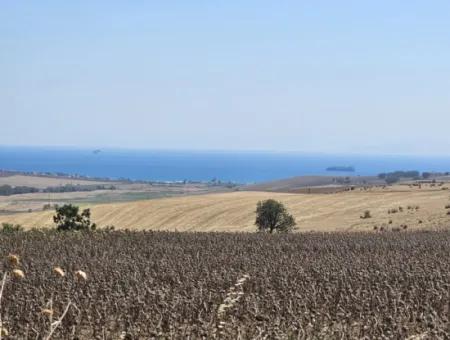 9.300 M2 Investitionsfeld Mit Blick Auf Das Meer Und Die Natur In Tekirdağ Husunlu! Ideale Gelegenheit Für Familienpicknick, Weinbau Oder Tiny-House-Projekt