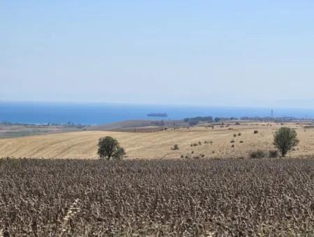 9.300 M2 Investitionsfeld Mit Blick Auf Das Meer Und Die Natur In Tekirdağ Husunlu! Ideale Gelegenheit Für Familienpicknick, Weinbau Oder Tiny-House-Projekt