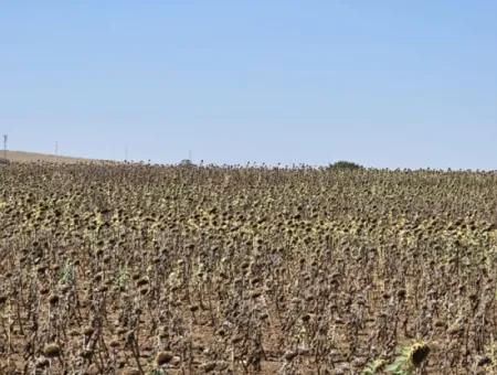 9.300 M2 Investitionsfeld Mit Blick Auf Das Meer Und Die Natur In Tekirdağ Husunlu! Ideale Gelegenheit Für Familienpicknick, Weinbau Oder Tiny-House-Projekt