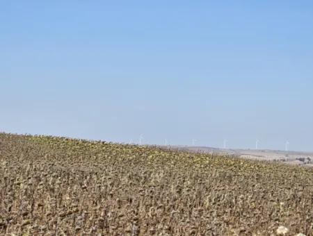 9.300 M2 Investitionsfeld Mit Blick Auf Das Meer Und Die Natur In Tekirdağ Husunlu! Ideale Gelegenheit Für Familienpicknick, Weinbau Oder Tiny-House-Projekt