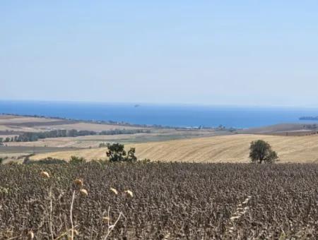 9.300 M2 Investitionsfeld Mit Blick Auf Das Meer Und Die Natur In Tekirdağ Husunlu! Ideale Gelegenheit Für Familienpicknick, Weinbau Oder Tiny-House-Projekt