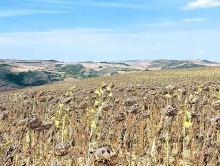 10.500 M2 Investitionsfeld Mit Dem Vorteil Der Offenen Straße Im Sommer Und Winter Im Bezirk Tekirdağ Çanakçı! Tolle Gelegenheit Für Familienpicknick, Weinbau Und Hobbygarten