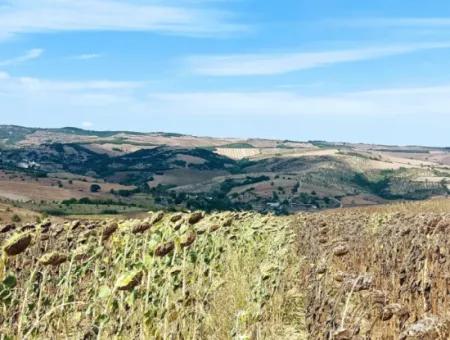 10.500 M2 Investitionsfeld Mit Dem Vorteil Der Offenen Straße Im Sommer Und Winter Im Bezirk Tekirdağ Çanakçı! Tolle Gelegenheit Für Familienpicknick, Weinbau Und Hobbygarten