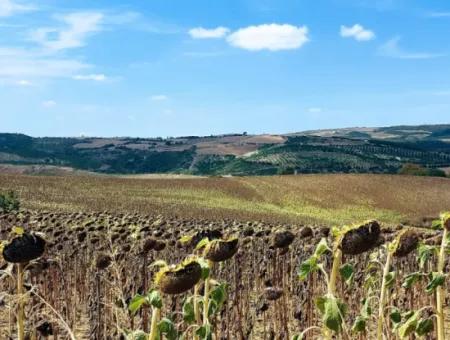 10.500 M2 Investitionsfeld Mit Dem Vorteil Der Offenen Straße Im Sommer Und Winter Im Bezirk Tekirdağ Çanakçı! Tolle Gelegenheit Für Familienpicknick, Weinbau Und Hobbygarten