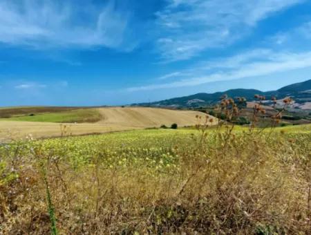 10.500 M2 Investitionsfeld Mit Dem Vorteil Der Offenen Straße Im Sommer Und Winter Im Bezirk Tekirdağ Çanakçı! Tolle Gelegenheit Für Familienpicknick, Weinbau Und Hobbygarten