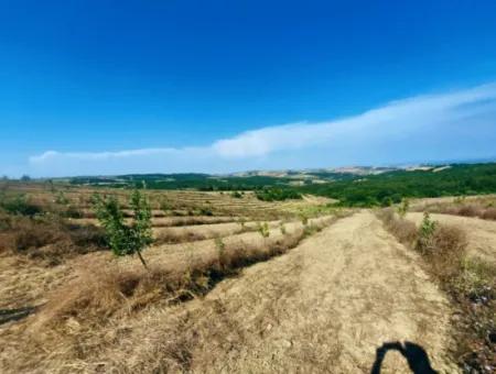 35.250 M2 Fertige Gemischte Obstgärtnerei Für Den Notverkauf In Tekirdağ Süleymanpaşa Çanakçı