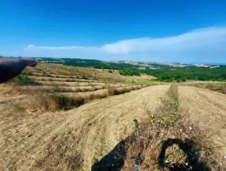 35.250 M2 Fertige Gemischte Obstgärtnerei Für Den Notverkauf In Tekirdağ Süleymanpaşa Çanakçı