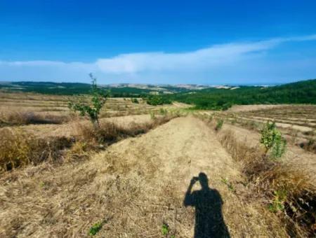 35.250 M2 Fertige Gemischte Obstgärtnerei Für Den Notverkauf In Tekirdağ Süleymanpaşa Çanakçı