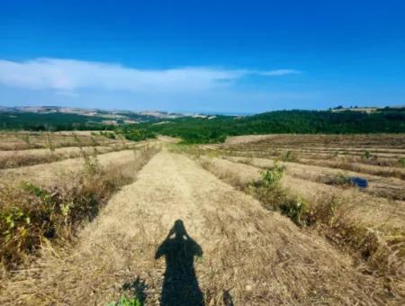 35.250 M2 Fertige Gemischte Obstgärtnerei Für Den Notverkauf In Tekirdağ Süleymanpaşa Çanakçı