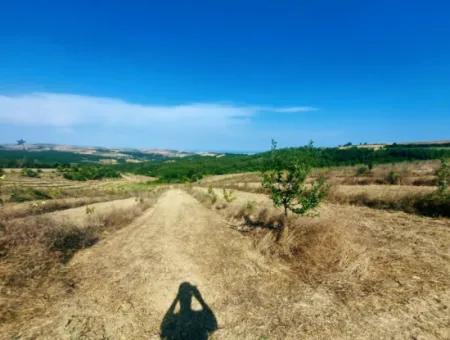 35.250 M2 Fertige Gemischte Obstgärtnerei Für Den Notverkauf In Tekirdağ Süleymanpaşa Çanakçı