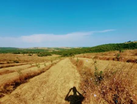 35.250 M2 Fertige Gemischte Obstgärtnerei Für Den Notverkauf In Tekirdağ Süleymanpaşa Çanakçı