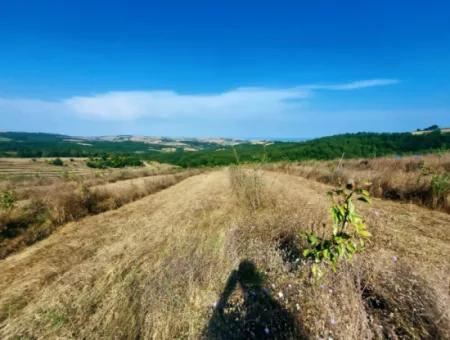 35.250 M2 Fertige Gemischte Obstgärtnerei Für Den Notverkauf In Tekirdağ Süleymanpaşa Çanakçı