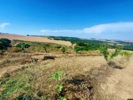 35.250 M2 Fertige Gemischte Obstgärtnerei Für Den Notverkauf In Tekirdağ Süleymanpaşa Çanakçı