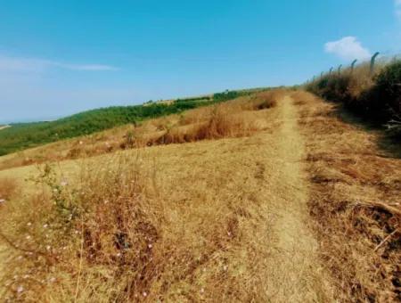 35.250 M2 Fertige Gemischte Obstgärtnerei Für Den Notverkauf In Tekirdağ Süleymanpaşa Çanakçı