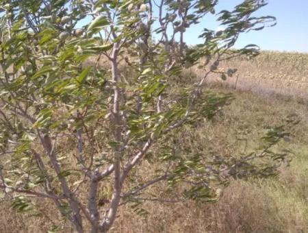 35.250 M2 Fertige Gemischte Obstgärtnerei Für Den Notverkauf In Tekirdağ Süleymanpaşa Çanakçı