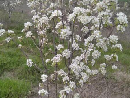 35.250 M2 Fertige Gemischte Obstgärtnerei Für Den Notverkauf In Tekirdağ Süleymanpaşa Çanakçı