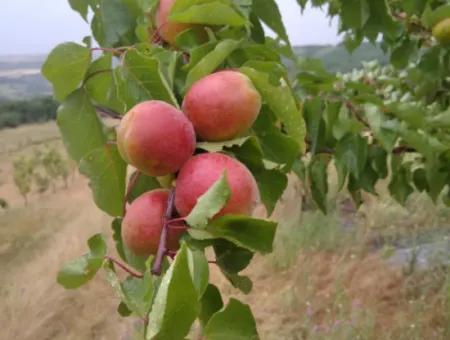 35.250 M2 Fertige Gemischte Obstgärtnerei Für Den Notverkauf In Tekirdağ Süleymanpaşa Çanakçı