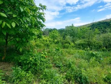 Gutscheinplatz Geeignet Für Den Dringenden Verkauf Von 580 M2 Tiny House Im Herzen Der Natur In Tekirdag Avşarda