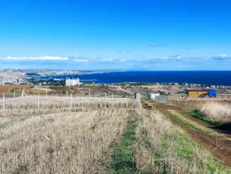 Dringender Verkauf In Barbarosta, Tekirdag, 15.000 M2 Villa Zoniertes Feld!