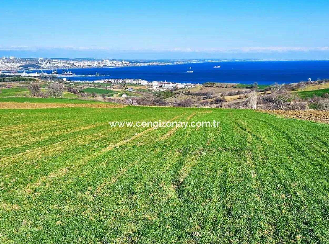 6.400 M2 Villa Zoned Land With Full Sea View Villa For Urgent Sale In Tekirdag Barbarosta