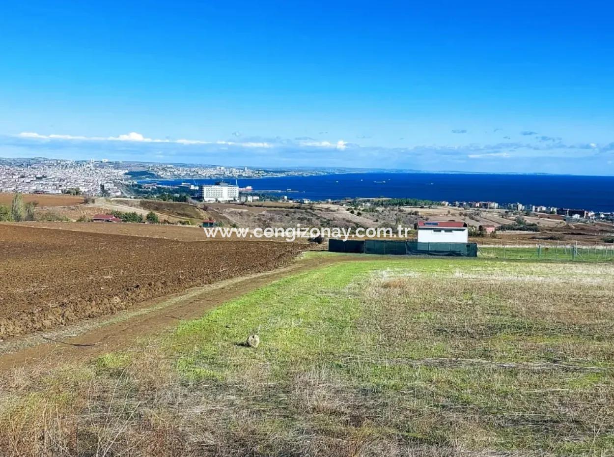 Urgent Sale In Barbarosta, Tekirdag, 15.000 M2 Villa Zoned Field!