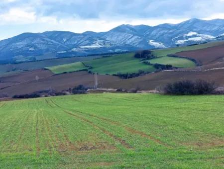 Field For Sale In Tekirdağ Süleymanpaşa Işıklar Mahallesi