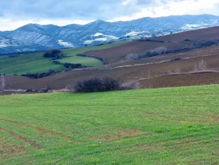 Field For Sale In Tekirdağ Süleymanpaşa Işıklar Mahallesi