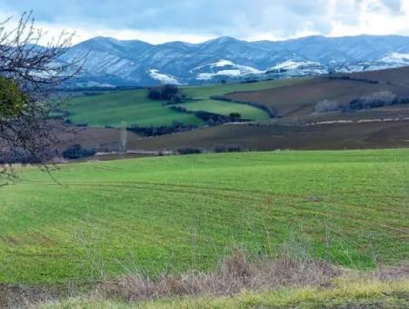 Field For Sale In Tekirdağ Süleymanpaşa Işıklar Mahallesi