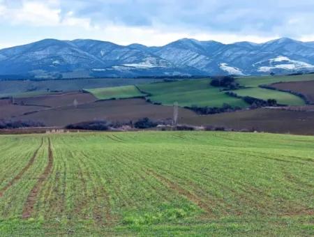 Field For Sale In Tekirdağ Süleymanpaşa Işıklar Mahallesi