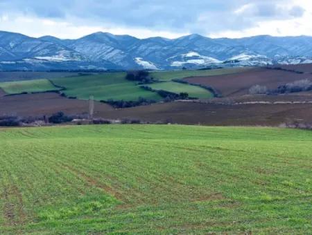 Field For Sale In Tekirdağ Süleymanpaşa Işıklar Mahallesi