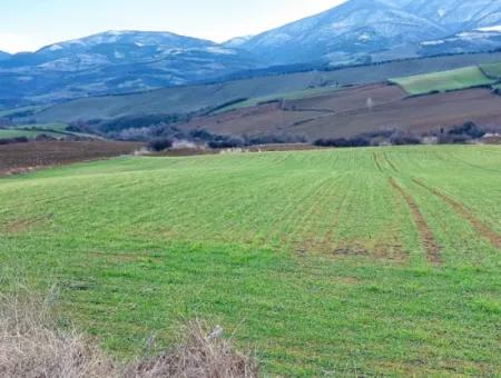 Field For Sale In Tekirdağ Süleymanpaşa Işıklar Mahallesi