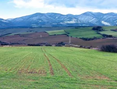 Field For Sale In Tekirdağ Süleymanpaşa Işıklar Mahallesi