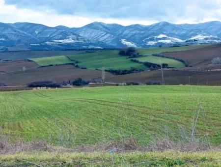 Field For Sale In Tekirdağ Süleymanpaşa Işıklar Mahallesi