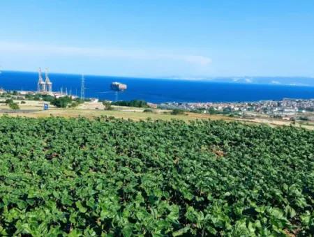 The 17,980 M2 Plot In Barbaros, Tekirdag, Is Facing The Asyaport Harbor Road.