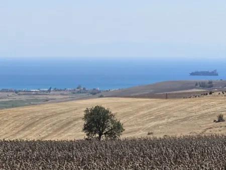 9.300 M2 Investment Field With Sea And Nature View In Tekirdağ Husunlu! Ideal Opportunity For Family Picnic, Viticulture Or Tiny House Project