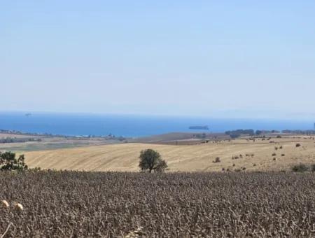 9.300 M2 Investment Field With Sea And Nature View In Tekirdağ Husunlu! Ideal Opportunity For Family Picnic, Viticulture Or Tiny House Project