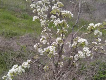 35.250 M2 Ready Mixed Fruit Nursery For Emergency Sale In Tekirdağ Süleymanpaşa Çanakçı