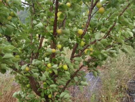 35.250 M2 Ready Mixed Fruit Nursery For Emergency Sale In Tekirdağ Süleymanpaşa Çanakçı