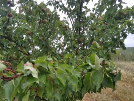 35.250 M2 Ready Mixed Fruit Nursery For Emergency Sale In Tekirdağ Süleymanpaşa Çanakçı