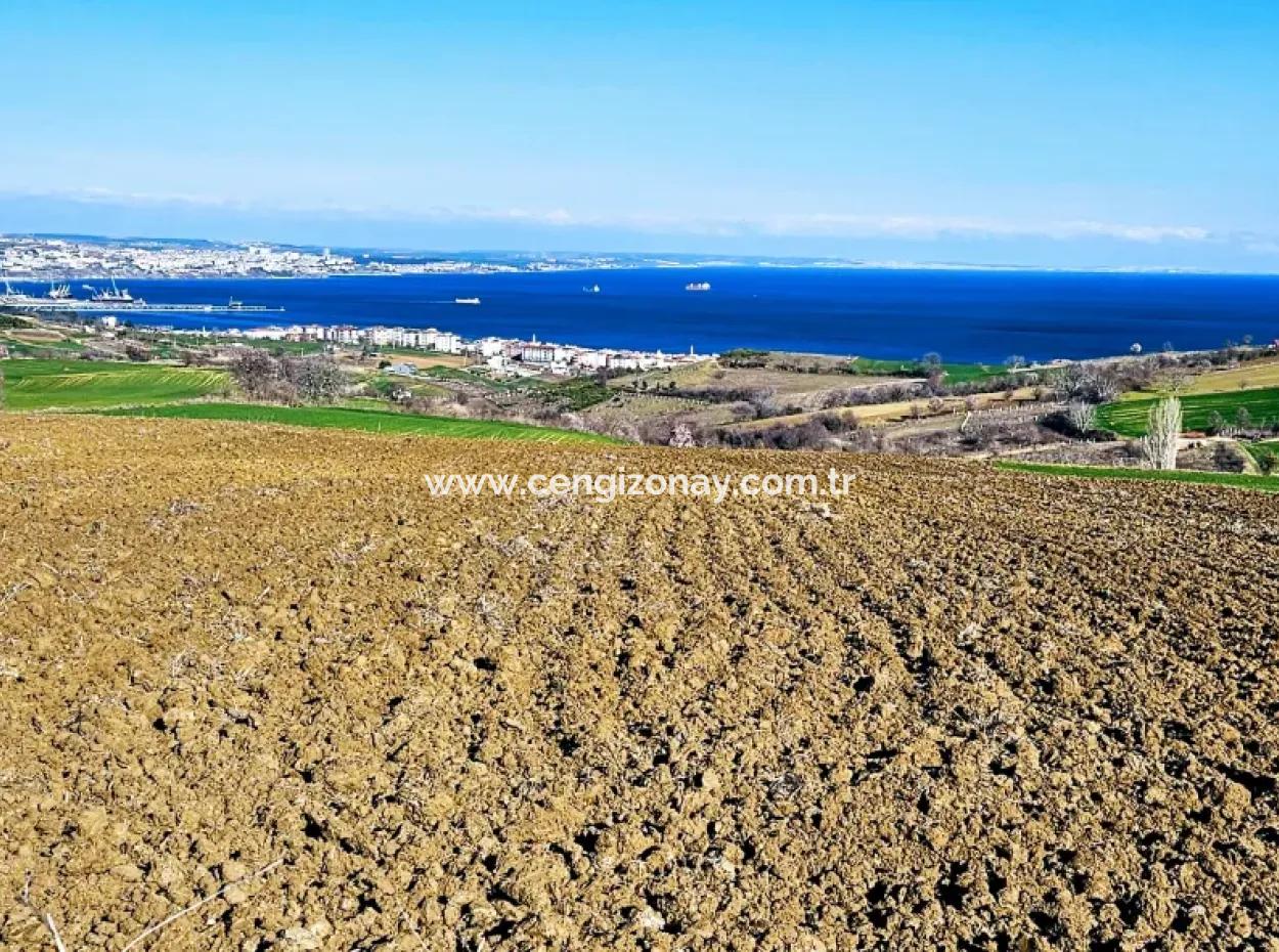 Tekirdağ Barbarosta Acil Satılık Full Deniz Manzaralı Villa İmarlı 6.400 M2 Villa İmarlı Arazi